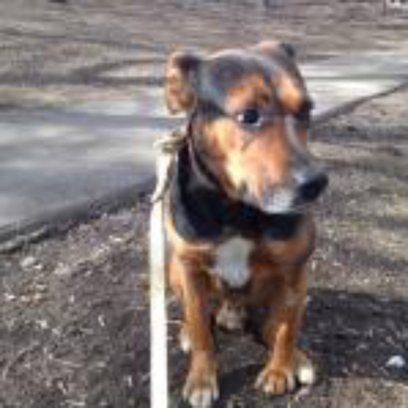 Отдам в хорошие руки Добрый метис ротвейлера и овчарки