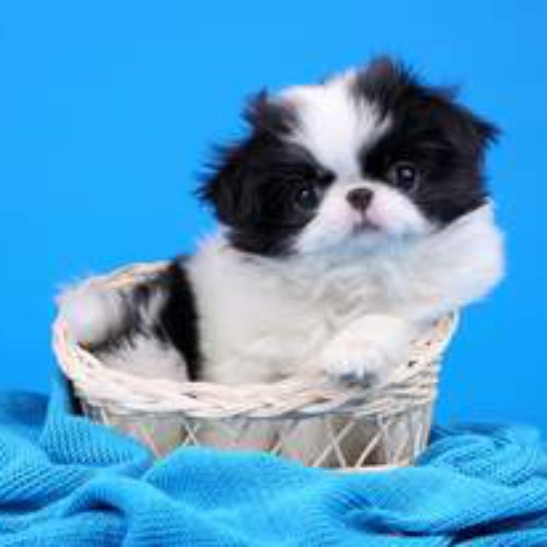 Покупка-продажа Японский хин щенки