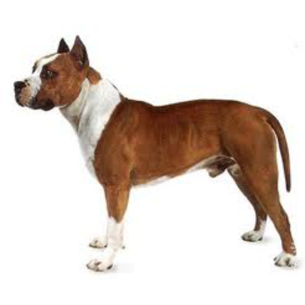 Американский питбультерьер (питбуль)