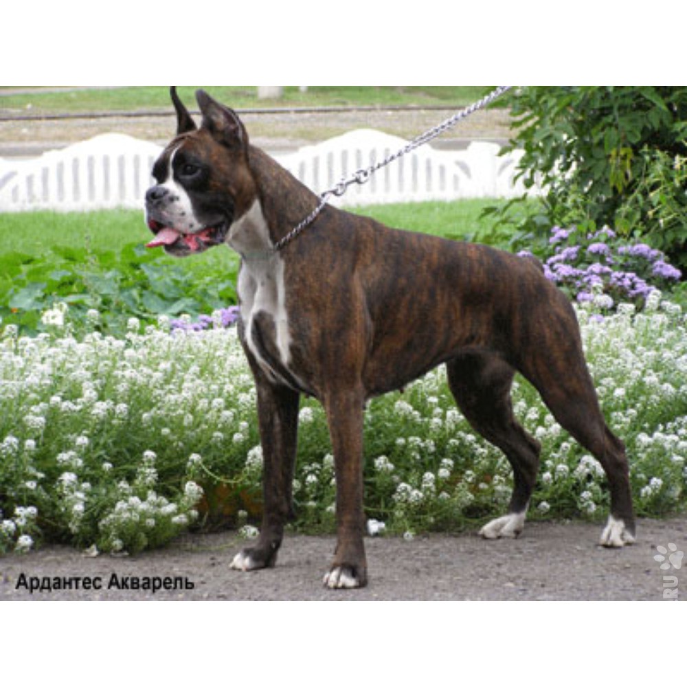 Собаки » Породы » Немецкий боксер