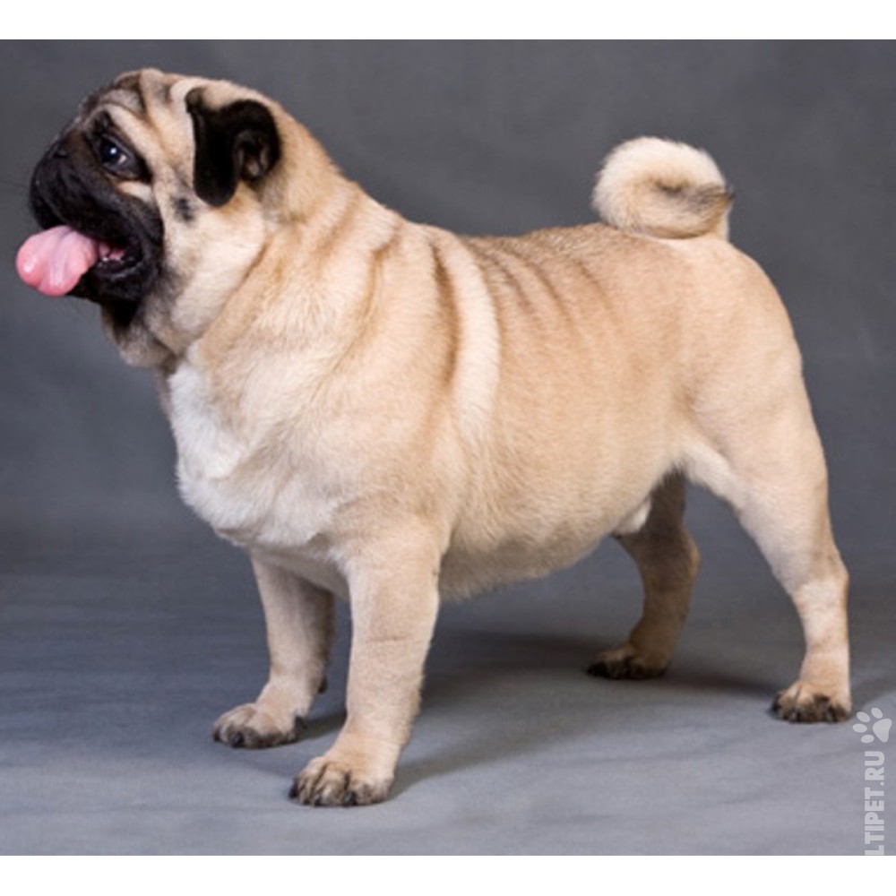 Собаки » Породы » Мопс
