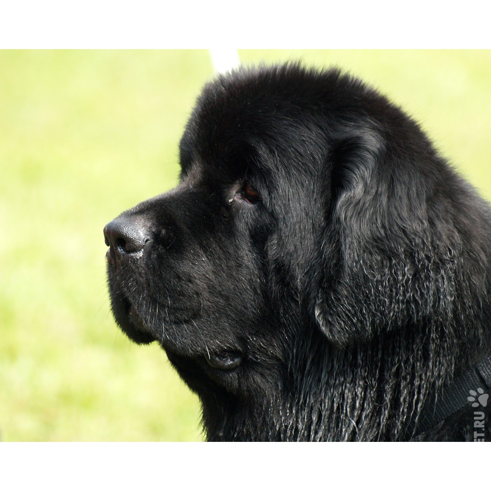 Собаки » Породы » Ньюфаундленд
