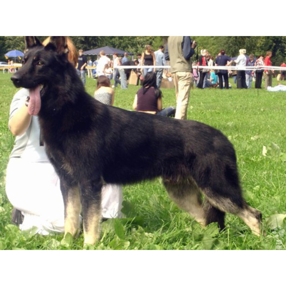 Собаки » Породы » Восточно-европейская овчарка