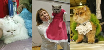 Большая международная выставка «КОТОМОДЕЛЬ 2015 в Израиле»!