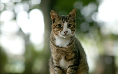Учёным-генетикам помогают… кошки