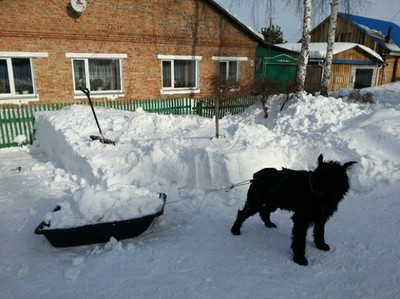 Работящий пёс
