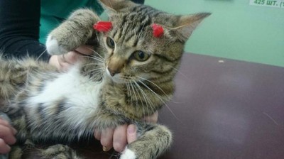 Сёма - кот, который выжил после двух выстрелов в голову