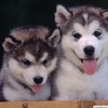 Клубы