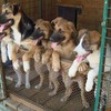 Приюты для собак