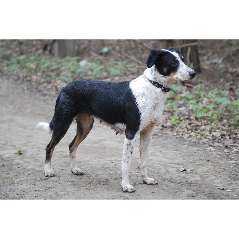 арчи собака значение.