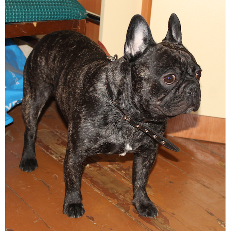 Бульдоги в добрые руки в москве