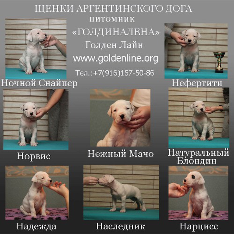 Проверка репутации заводчика