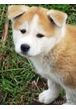 Продаем самых красивых щенков Акиту-Ину