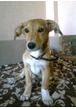 В Набережных Морквашах пропала собака, желтый метис, щенок 8 месяцев, кобель, кличка Филя.