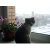 Шотландская вислоухая кошка