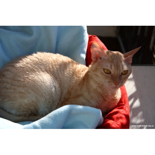 Герман-рекс - кошка с бархатной шерстью