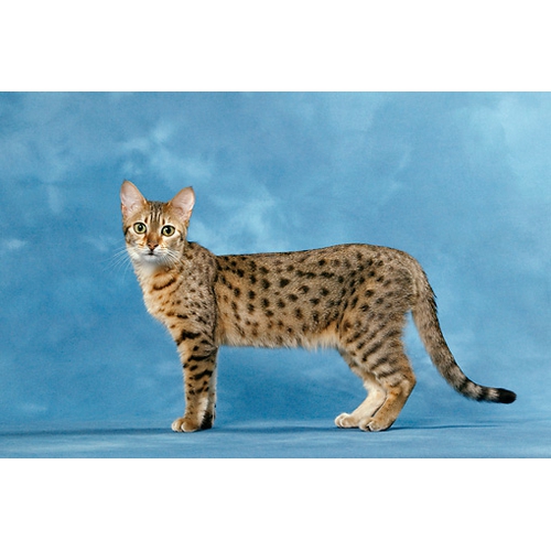Кошки » Породы » Египетская мау