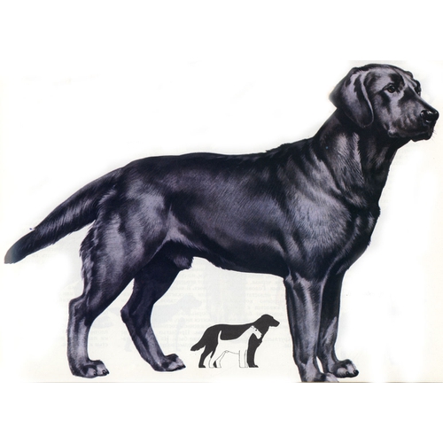 Собаки » Породы » Лабрадор ретривер