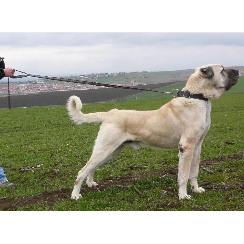 Карабаш анатолийский собака фото