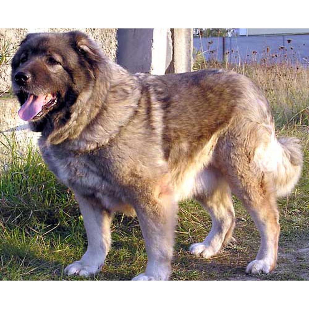 Кавказская сторожевая собака