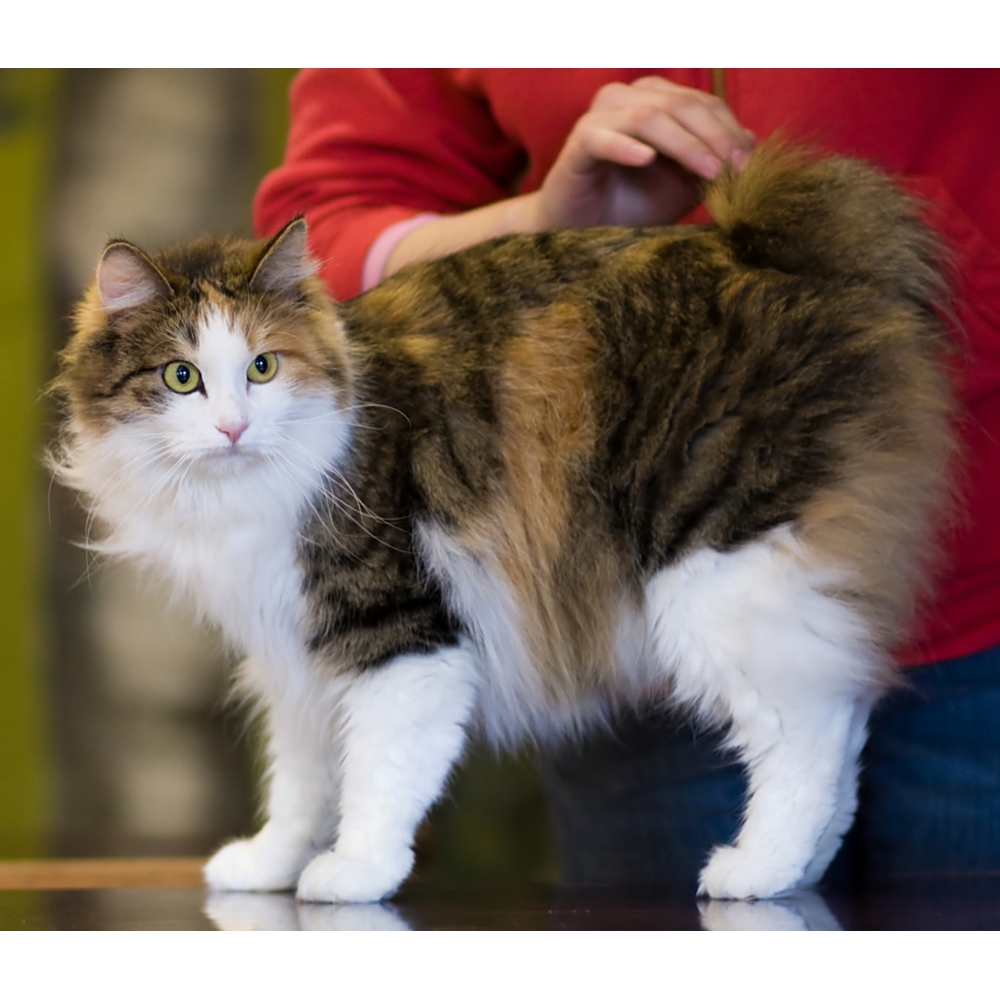 Бобслей кошка