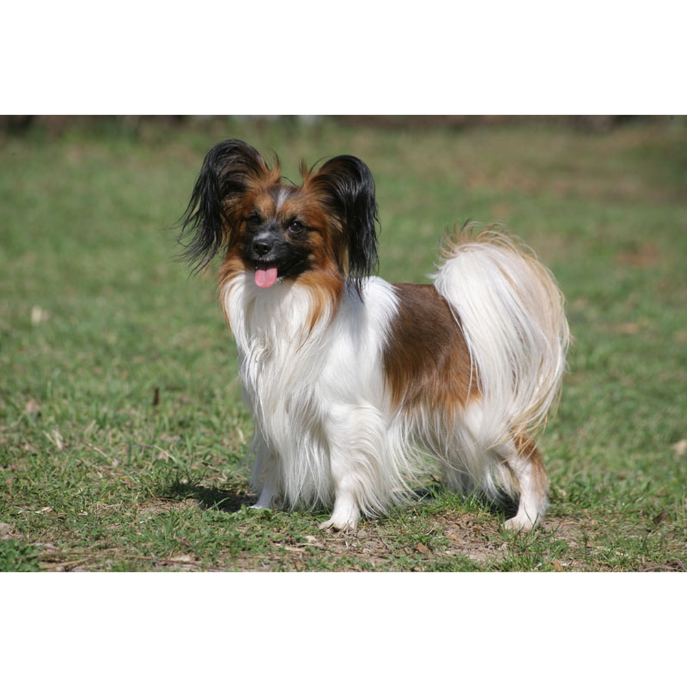 Колли шелти. Порода собак которая умная. Шетландская овчарка шелти. Бордер-колли породы собак. Порода собак которая умная.