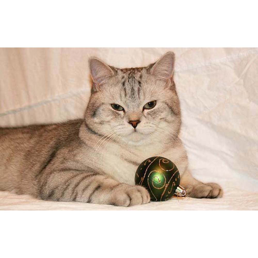 Кошки » Породы » Скоттиш страйт