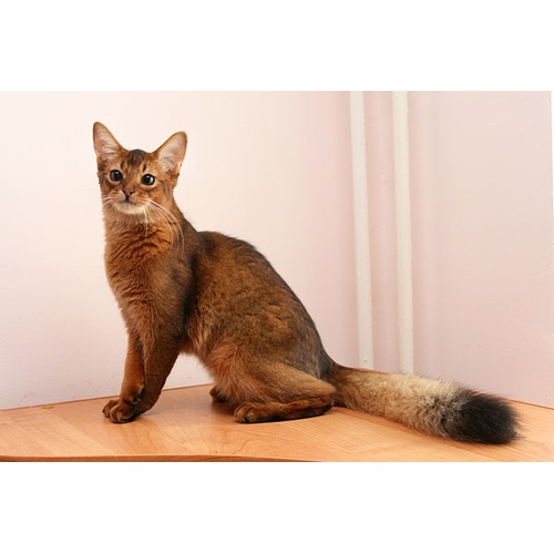 Сомалийская кошка: описание породы, характеристики, уход и содержание