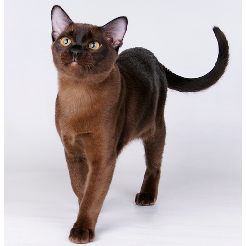 бирманская кошка короткошерстная коричневая