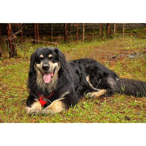 Собаки » Породы » Бурят-монгольская собака