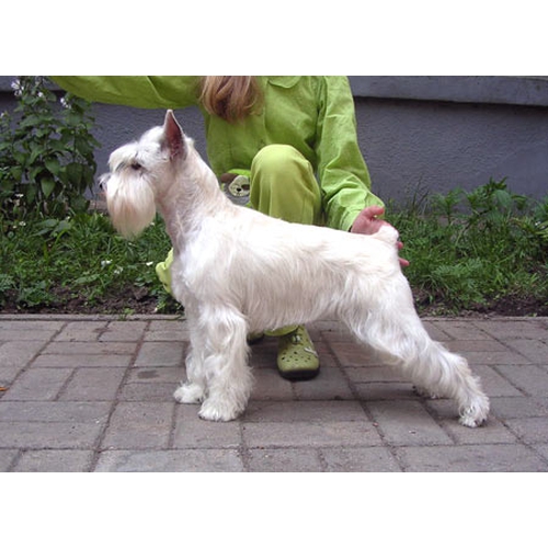 Вязка цвергшнауцера в Москве — цены на случку собак породы цвергшнауцер
