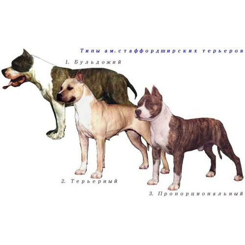 Собаки » Породы » Американский стаффордширский терьер