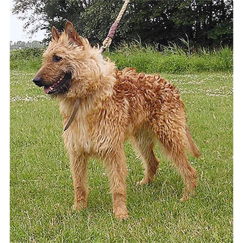 Собаки » Породы » Бельгийская овчарка лакенуа