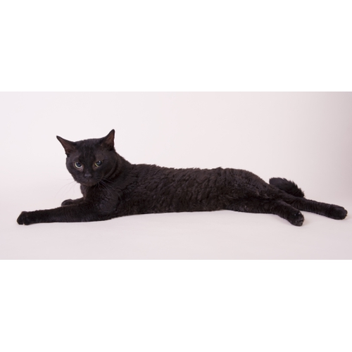 Герман-рекс - кошка с бархатной шерстью