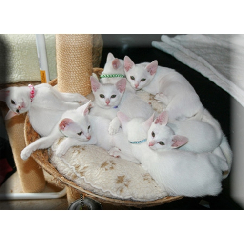 Кошки » Породы » Као-мани