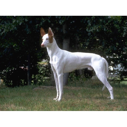 Собаки » Породы » Фараонова собака