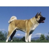 Американская акита (большая японская собака)  