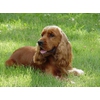 Американский стаффордширский терьер породы собак признанные американским клубом собаководства