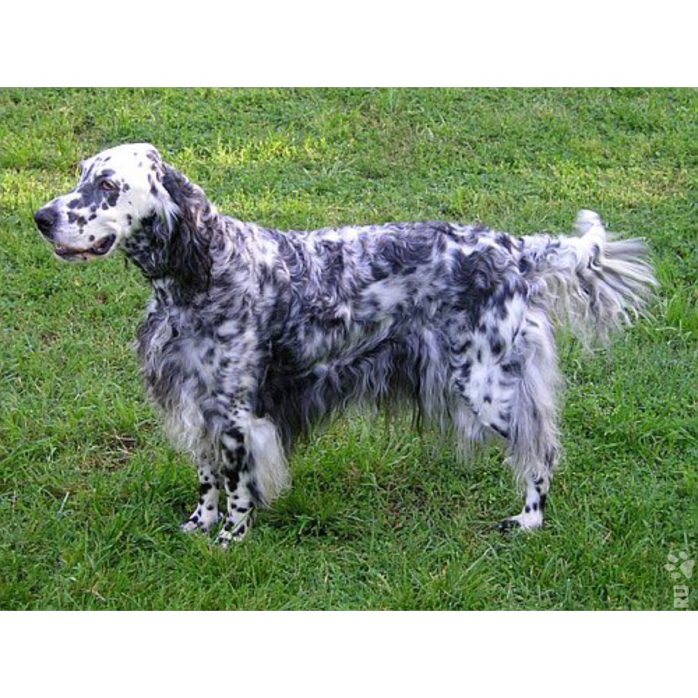 English Setter Зображення - огляд 28,701 Стокові фото, векторні зображення й від
