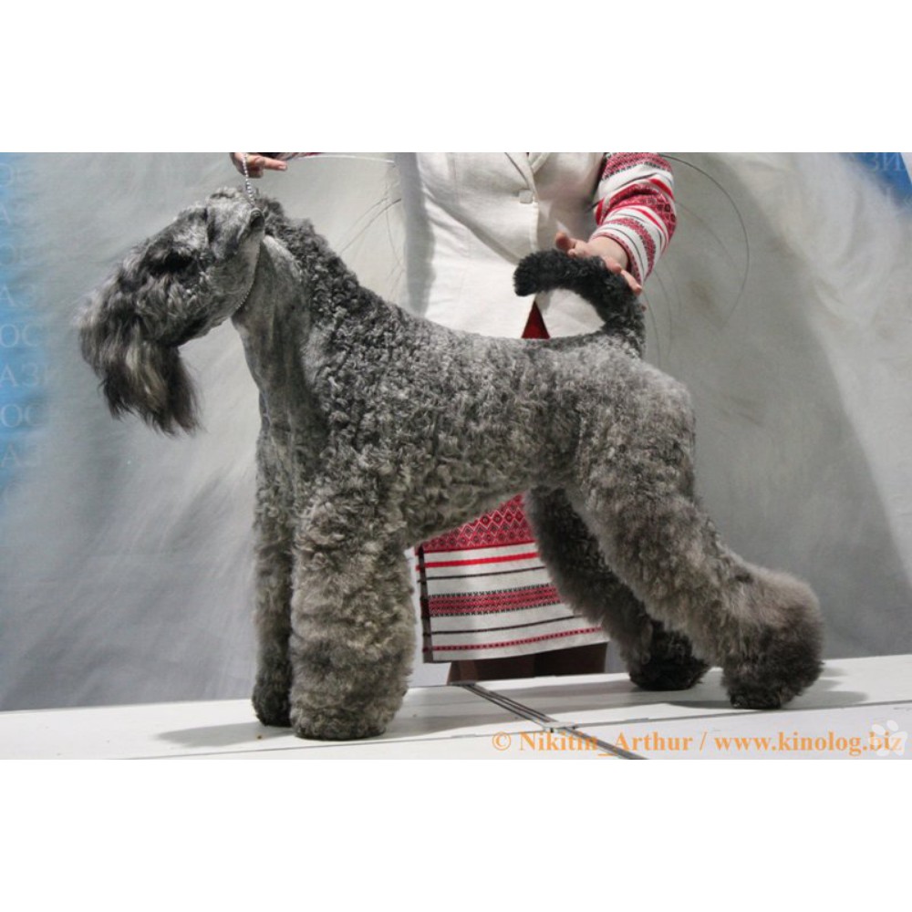 Интересные факты о керри-блю-терьерах и их популярность среди собаководов