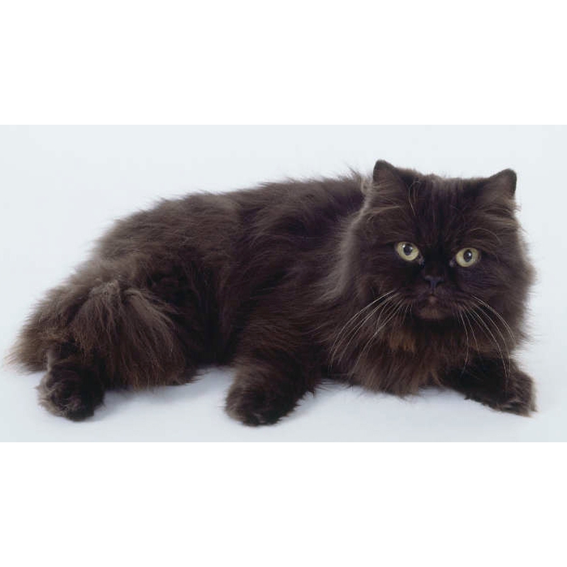  Йоркская шоколадная кошка: описание породы и характера [Кошки cats]