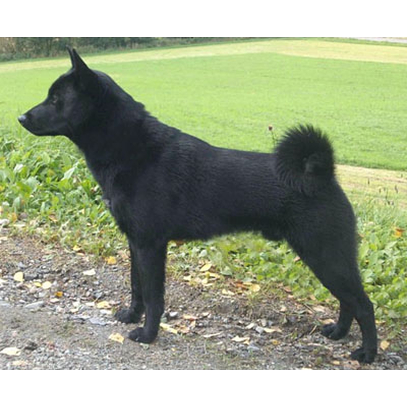 Черный хвост собаки