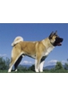 Американская акита (большая японская собака)