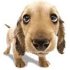 Почему у собак нос всегда влажный? 