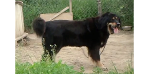 Бурят-монгольская собака