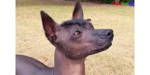 Мексиканская голая собака (ксолоитцкуинтли)