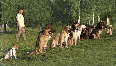 Обязательная дрессировка собак в России