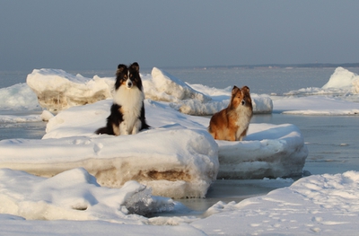 Собаки дрейфуют на льдине
