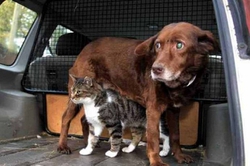 Кошка – поводырь слепого пса  