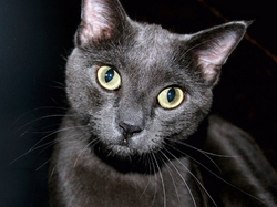 Великобритания: опала чёрных кошек  